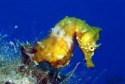 A little seahorse posing perfectly for me. No, don't bele... by Arthur Telle Thiemann 